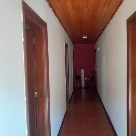 Os Girassois Da Carla Braga